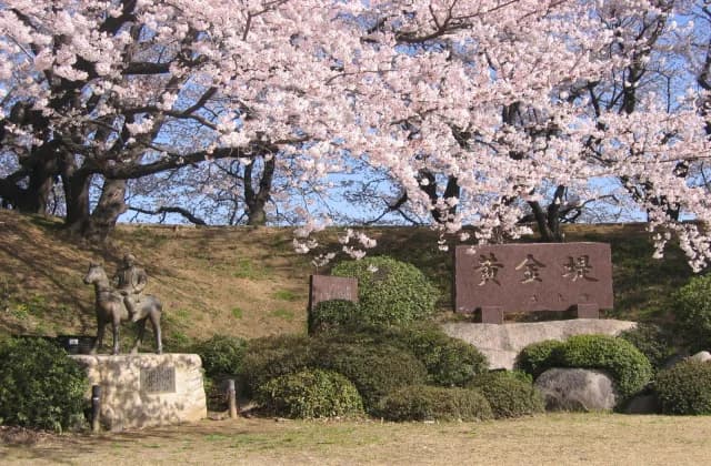 Cherry blossoms at the golden bank