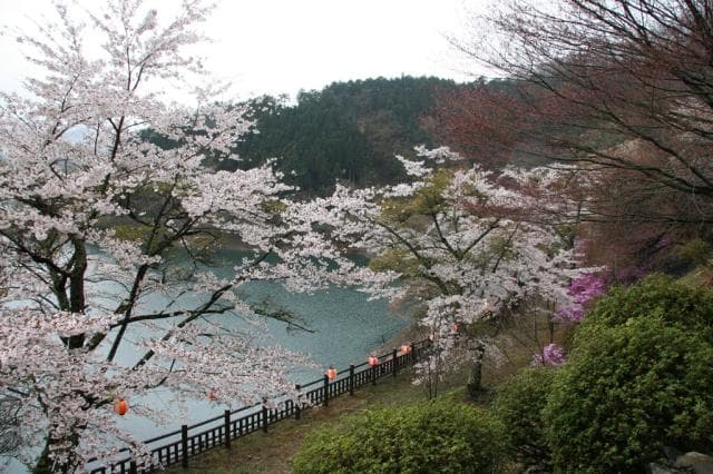 Lake Okutama Cherry Blossom 4