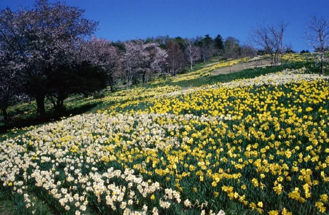 Tamagawa Park
