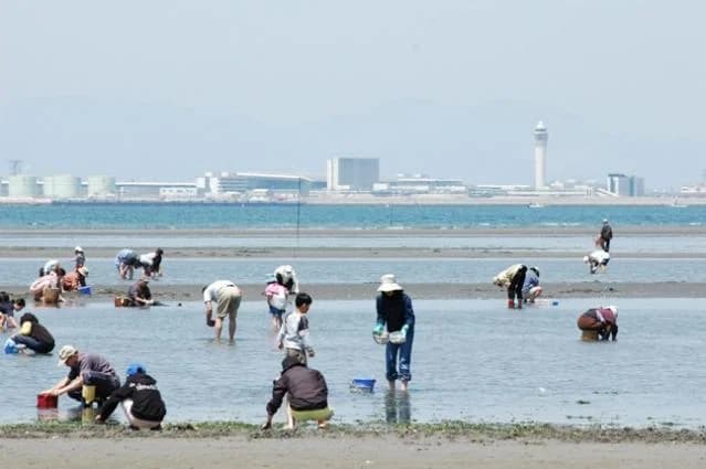 Sakai Beach clamming