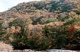 Autumn leaves of Koya no Sawa Valley