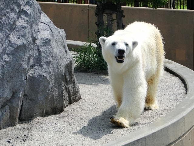 Asahiyama, Asahikawa-shi Zoo
