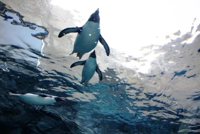 Asahiyama, Asahikawa-shi Zoo