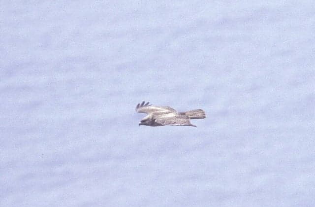 オガサワラノスリ