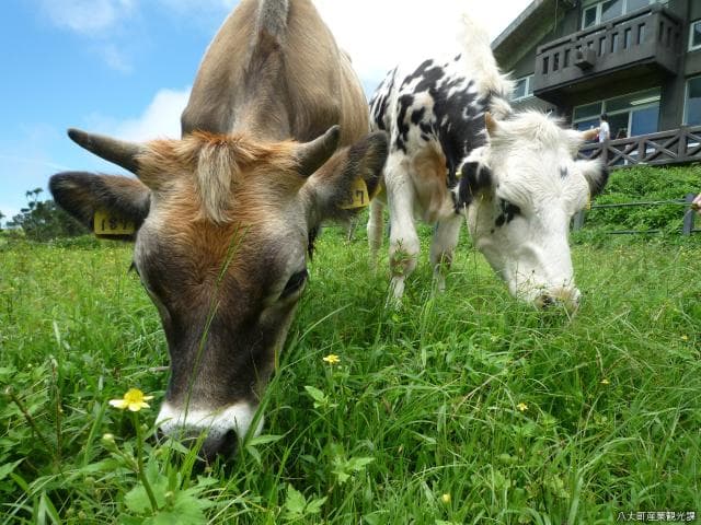 Fureai ranch (cows)