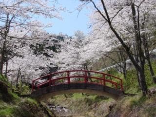 Cherry blossoms at Kotoge