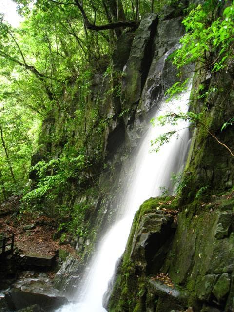 照葉大吊橋遊歩道