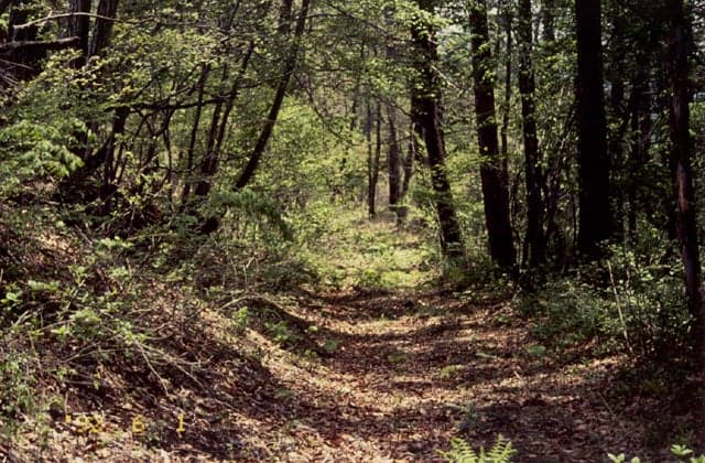 Shinshu Kaido (Zenko-ji Kaido)