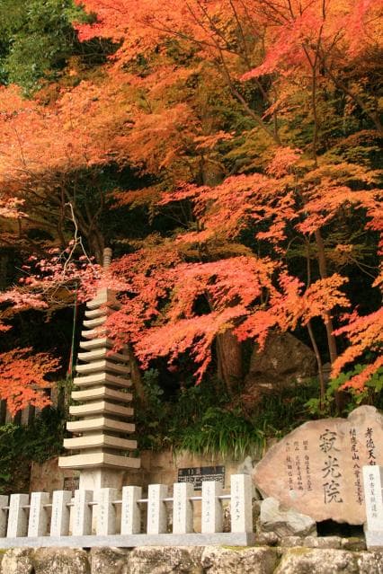 Jakukoin (Autumn Leaves)