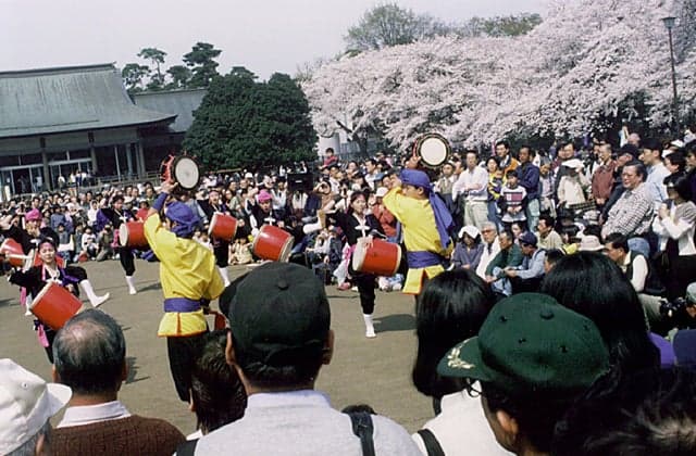 Cherry blossoms in Koganei Park