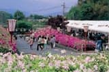 Higashi-Maizuru Park (Azalea Festival)