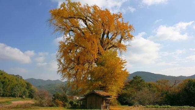 Great ginkgo in the infield