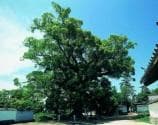 Camphor tree at Shiratori-jinja Shrine