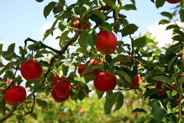 Naganuma Apple Garden