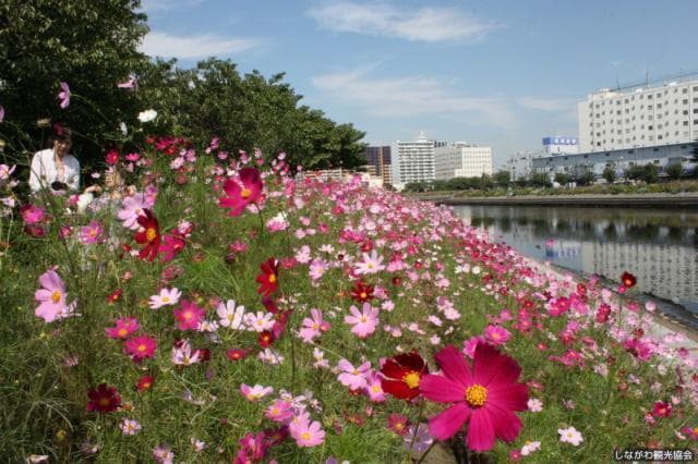 Shinagawa Hanakaido Road