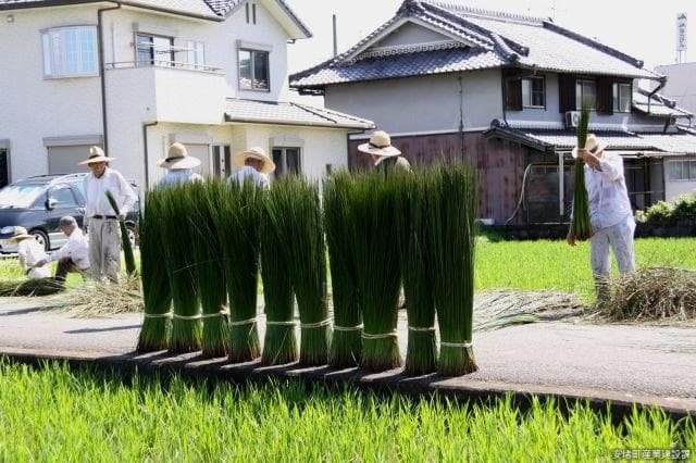 Grass cutting
