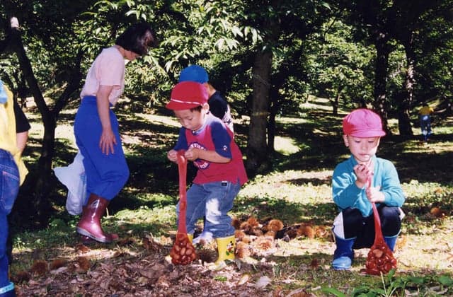 Tourist chestnut garden