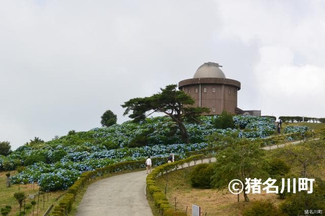 Onoyama Hydrangea