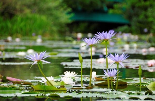 "Blue Water Lilies" dreamed that Monet wants to bloom
