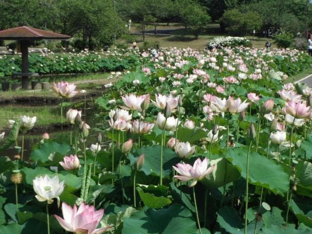 Lotus
