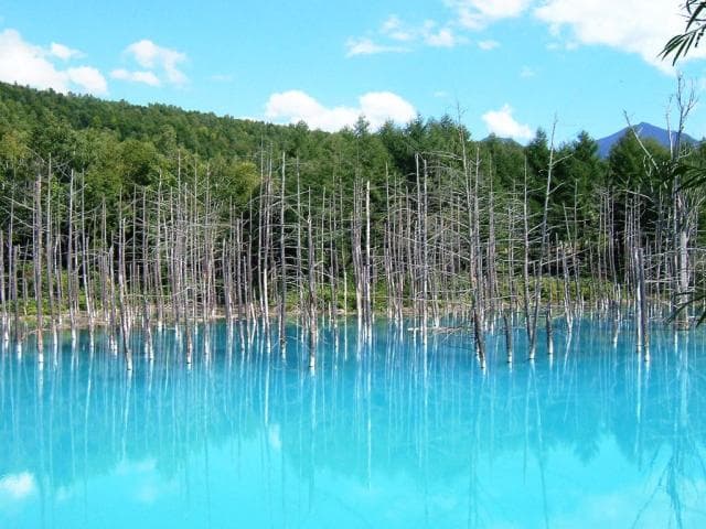青い池（夏）