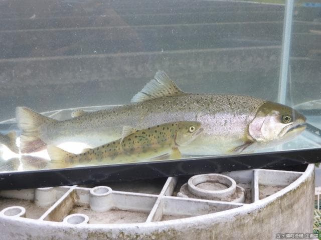 Foreground: Yamame Oku: Sea yamame