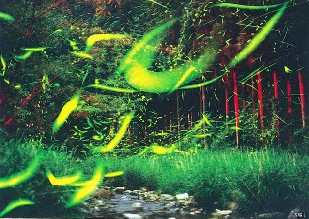 Genji Firefly Village [A Shimizugawa]