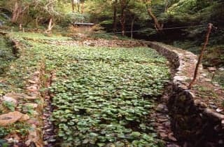 Wasabi field