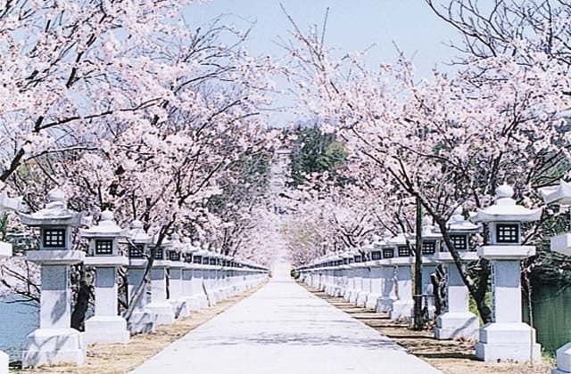Cherry blossoms at Ryuzakura Park
