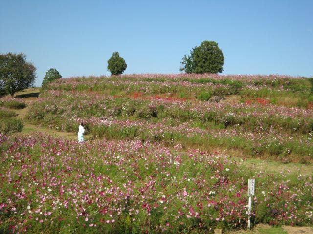 Cosmos Garden at the top of the outer garden