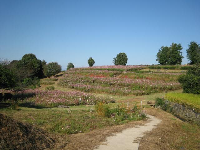 Cosmos Garden at the top of the outer garden