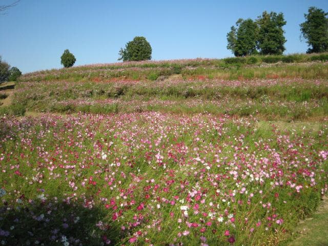 Cosmos Garden at the top of the outer garden