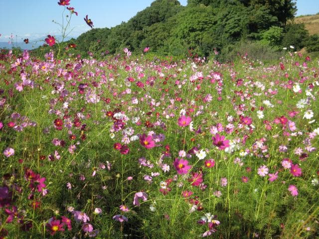 Cosmos Garden at the top of the outer garden