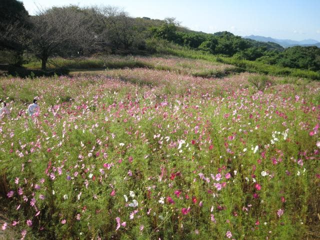 Cosmos Garden at the top of the outer garden
