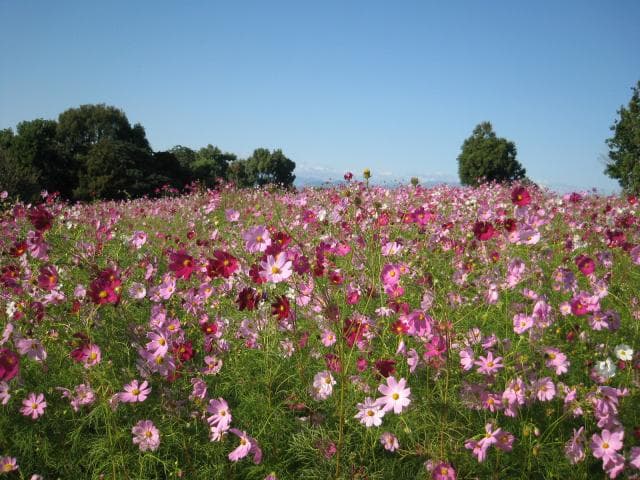 Cosmos Garden at the top of the outer garden