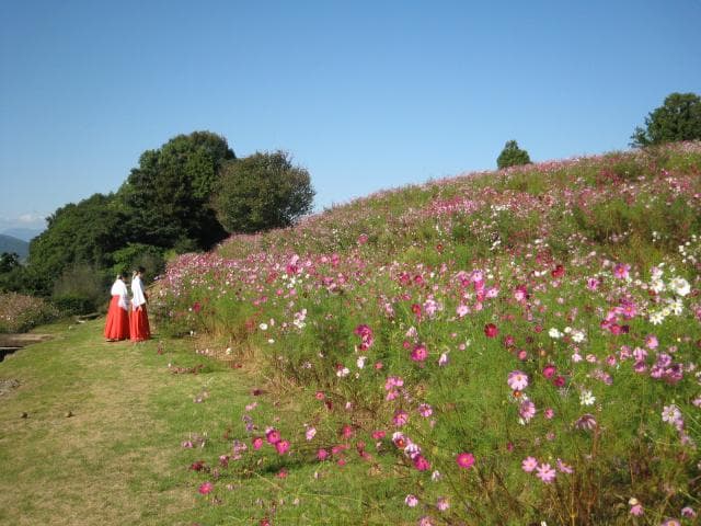 Cosmos Garden at the top of the outer garden