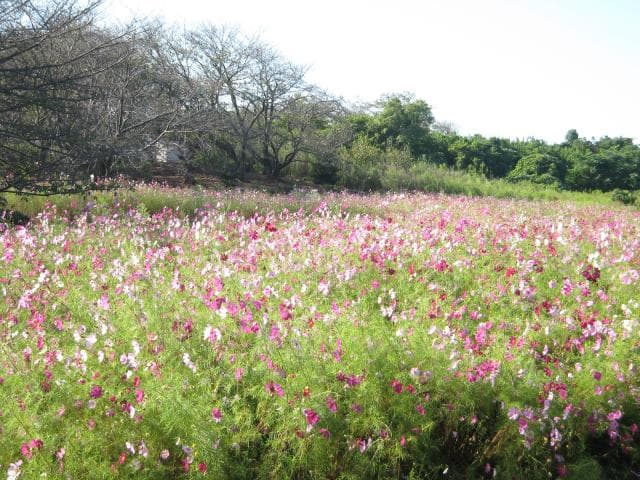 Cosmos Garden at the top of the outer garden