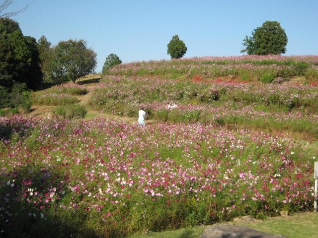 Cosmos Garden at the top of the outer garden