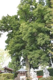 Zelkova of On Hayashiji