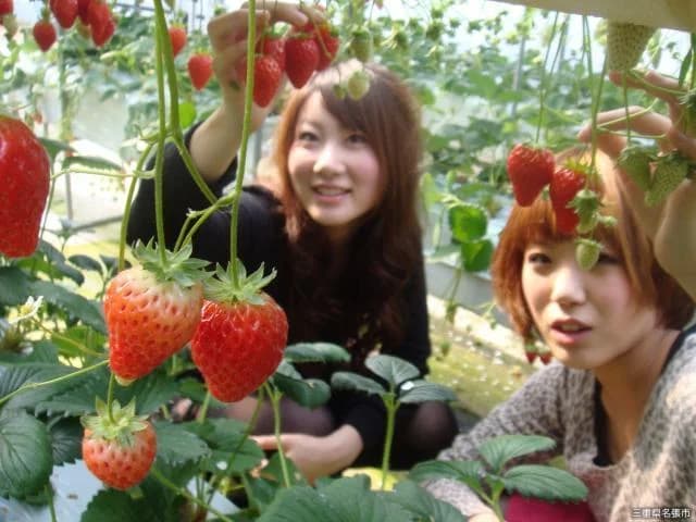 いちご狩り