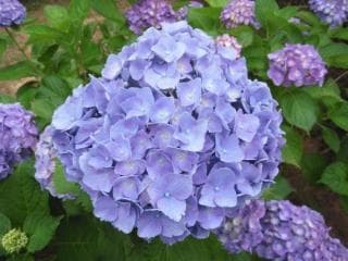 Hydrangea up