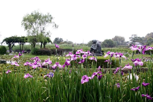 Ushiku City Tourism Ayame Garden