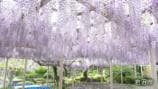 Wisteria of Kuryu