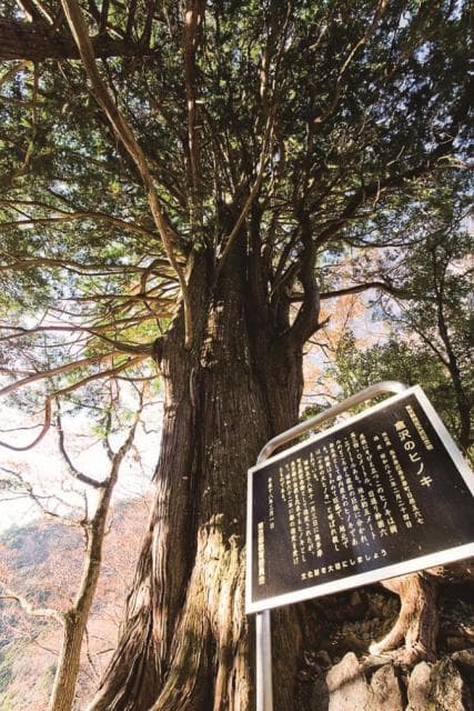 Cypress in Kurasawa