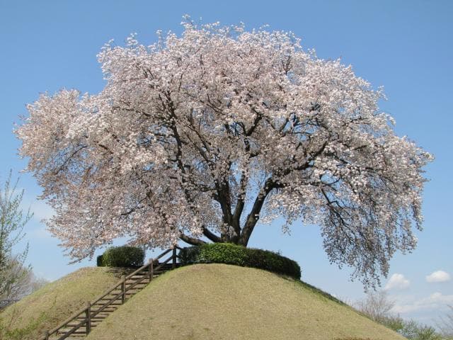 Tsuganosato cherry tree