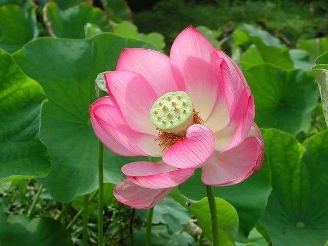 Oga lotus