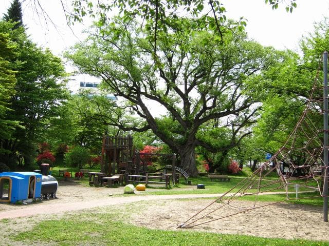 One of the largest white willows and playground equipment in Tohoku