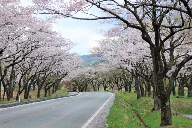 Yoshino cherry tree in Takano