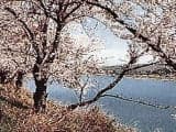 Lake Mukaido / Sakura