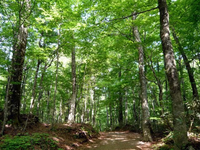Twelve Lakes_Beech Natural Forest